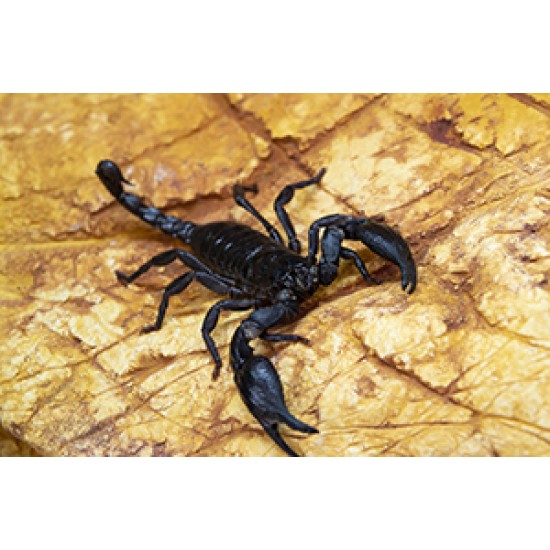 Ázsiai skorpió (Heterometrus sp.)