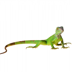 Zöld leguán (Iguana iguana)