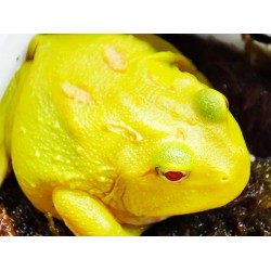 Díszes szarvasbéka (Ceratophrys cranwelli) - "Pikachu"