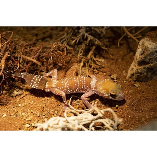 Ausztrál vastagfarkú gekkó "hypo" (Underwoodisaurus millii)
