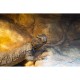 Tüskésfarkú agáma (Uromastyx nigriventris)