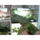 Zöld leguán (Iguana iguana)