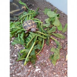 Tápláléknövény mix szárazföldi teknősöknek és más növényevő hüllőknek