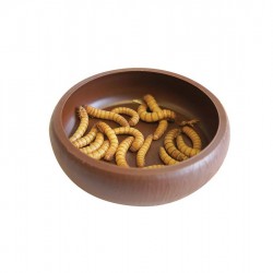 Komodo Mealworm Dish peremes kukactál