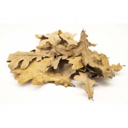 TM-Reptiles Oak leaves válogatott tölgyfa levél - 3 liter