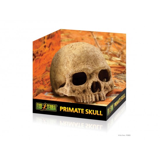 ExoTerra Primate Skull koponya