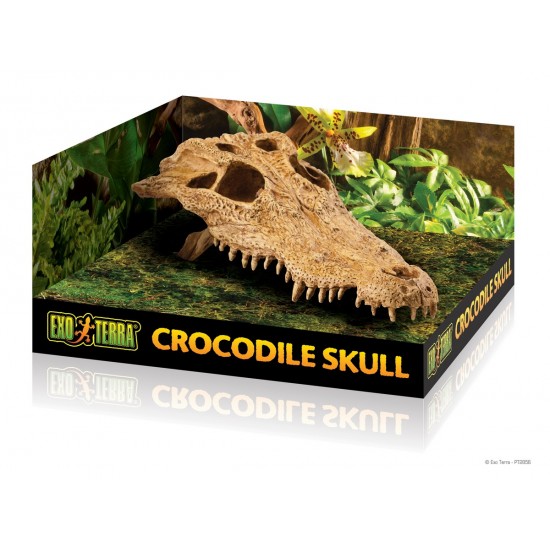 ExoTerra Crocodile Skull koponya