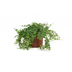 Kapaszkodó fikusz - Ficus pumila 10-12 cm