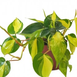 Kúszó filodendron - Philodendron scandens "Brasil" - 20 cm