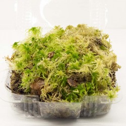 TM-Reptiles Sphagnum Moss élő sphagnum (tőzeg) moha - 250 gramm