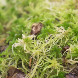 TM-Reptiles Sphagnum Moss élő sphagnum (tőzeg) moha - 250 gramm