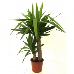 Yucca (70 cm)