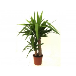 Yucca (40-50 cm)